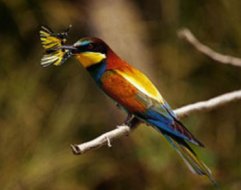 chambres d'h�tes Ponay pr�s de Moulins dans l'Allier (03)